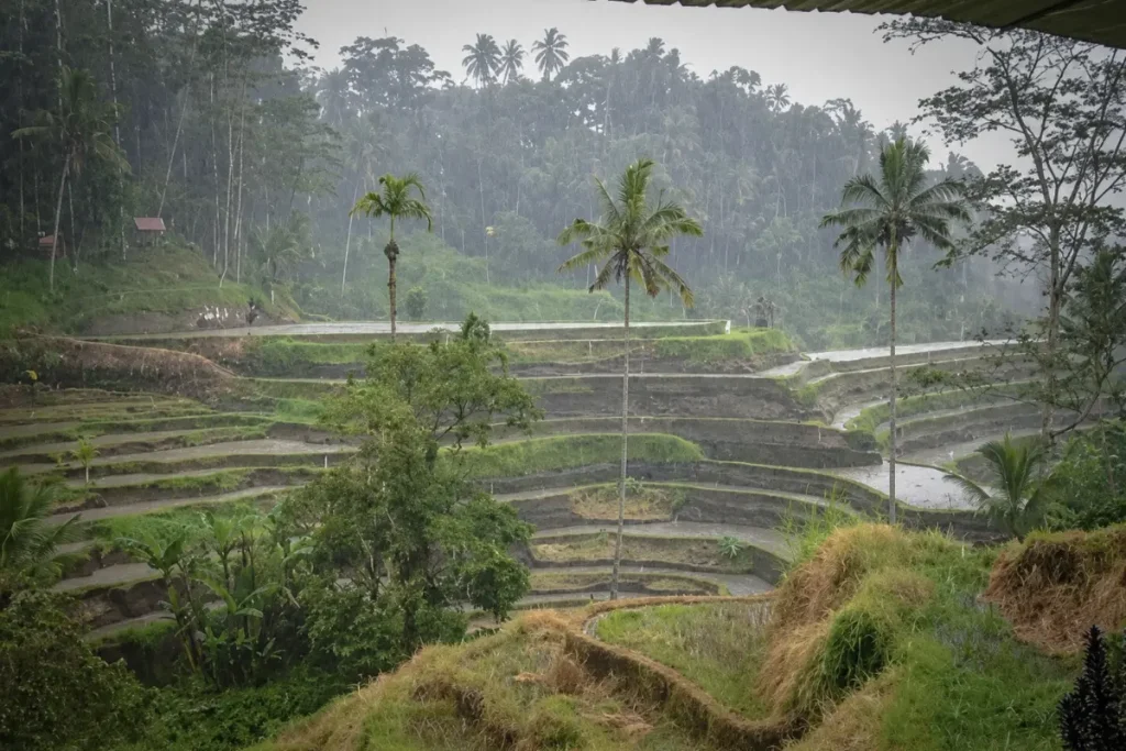 Rain falling over Ubud rice terraces, a common view during the wet season.